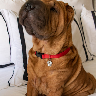 Little Icons™ Dog Collar Tag